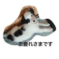 [LINEスタンプ] dog stanp pelo
