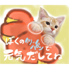 [LINEスタンプ] メルマシュー アメショー猫スタンプ