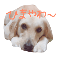 [LINEスタンプ] にぎやかなわんこたち