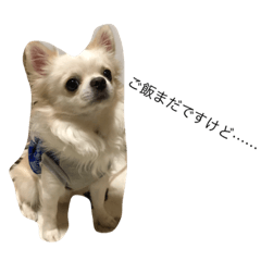[LINEスタンプ] じょいくんだ