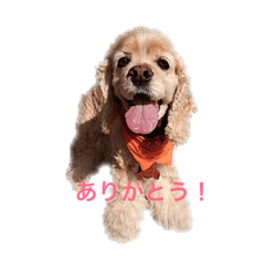 [LINEスタンプ] アメリカンコッカースパニエルのひめちゃん