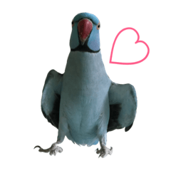 [LINEスタンプ] ワカケにキュン！