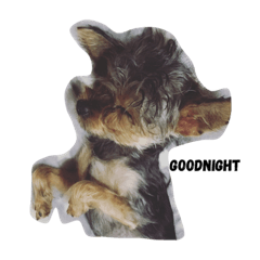 [LINEスタンプ] Yorkshire Terrier shishi