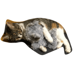 [LINEスタンプ] サチネコ