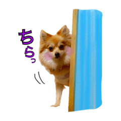 [LINEスタンプ] 我が家の犬達。