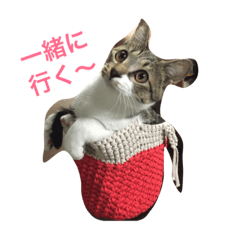 [LINEスタンプ] ハトくんスタンプ