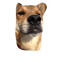 [LINEスタンプ] もみじ犬