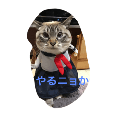[LINEスタンプ] 愛しいネコの碧ちゃん