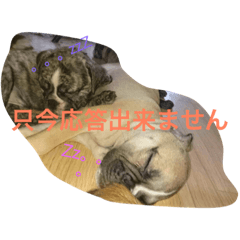 [LINEスタンプ] ぶちゃかわわんにゃん