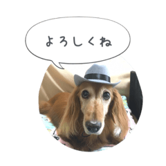 [LINEスタンプ] ダックス♡てんちゅん