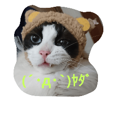 [LINEスタンプ] ラグドールのティーちゃん