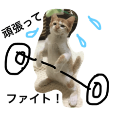 [LINEスタンプ] 猫のひとことスタンプ part1