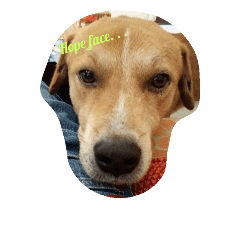 [LINEスタンプ] Dogs Expressions