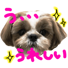 [LINEスタンプ] シーズーの生活