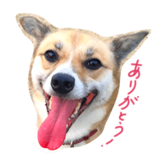 [LINEスタンプ] 雑種犬まちこ