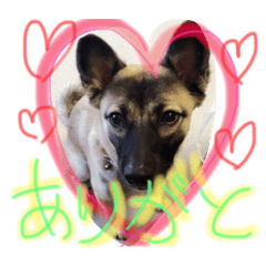 [LINEスタンプ] ココちゃん〜可愛い〜