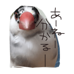 [LINEスタンプ] TAHARAnoTORI