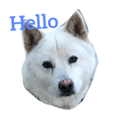 [LINEスタンプ] 犬は本当にかわいい