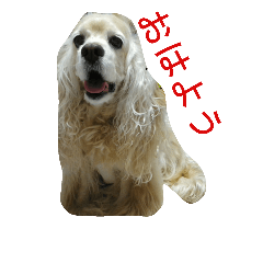 [LINEスタンプ] お嬢様犬の日常
