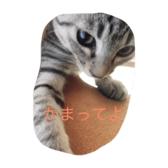 [LINEスタンプ] 可愛い可愛いにゃんこ