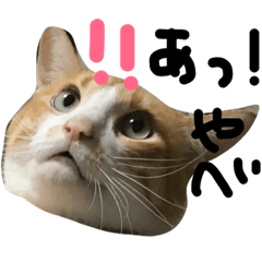 [LINEスタンプ] シャノンとぽろん