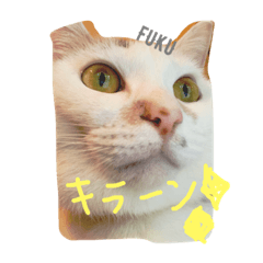[LINEスタンプ] 福にゃんの独り言