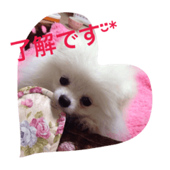 [LINEスタンプ] とらのスタンプです。