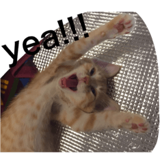 [LINEスタンプ] しーとちゃずのスタンプ