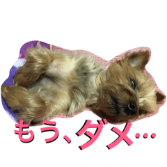 [LINEスタンプ] ひなた(ヨーキー) 時々 もも(白柴)