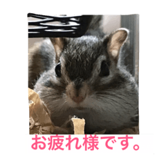 [LINEスタンプ] 私マロンよぉぉ