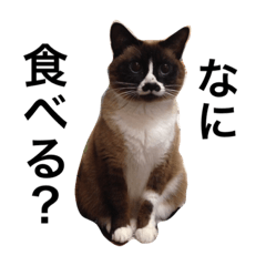 [LINEスタンプ] mitacoro