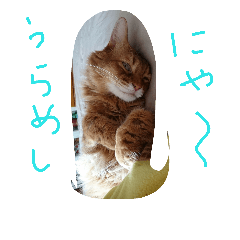 [LINEスタンプ] catcatdoog
