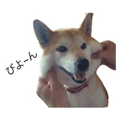 [LINEスタンプ] 柴犬はるるちゃん②