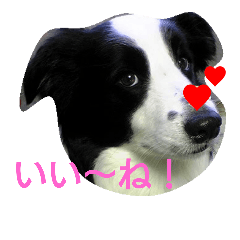 [LINEスタンプ] おとぼけボーダーマックス fetchpriority=high