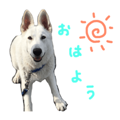 [LINEスタンプ] ホワイトシェパードのレオ
