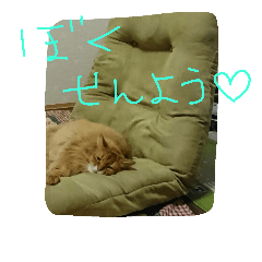 [LINEスタンプ] catcatcatdoog