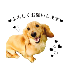 [LINEスタンプ] りくマロン 