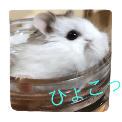 [LINEスタンプ] 可愛いハムちゃんスタンプ 