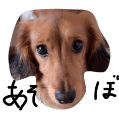 [LINEスタンプ] ミニチュアダックスフントのラテ