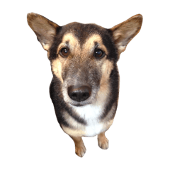 [LINEスタンプ] 雑種犬のテツ 