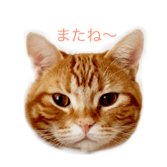 [LINEスタンプ] 兄弟ネコのクレイとマロン 