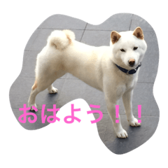 [LINEスタンプ] 白柴ムク2
