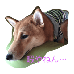 [LINEスタンプ] 柴犬そらと愉快なインコ達