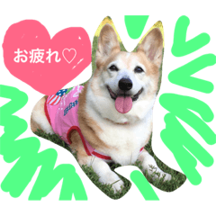 [LINEスタンプ] Corgi Nana