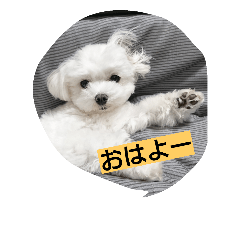 [LINEスタンプ] ゴン太と一緒