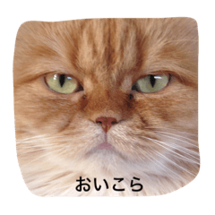 [LINEスタンプ] ペルシャっぽい