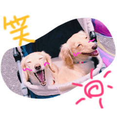 [LINEスタンプ] 短足わんちゃん