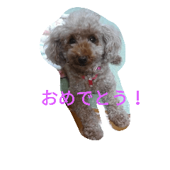 [LINEスタンプ] トイプー 日常編