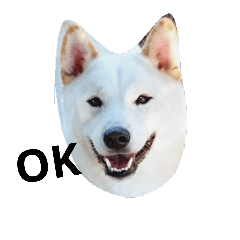 [LINEスタンプ] 白柴 ハク