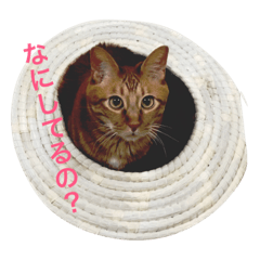 [LINEスタンプ] ねこーずず